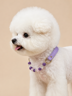 Amethyst Matching Pet Collar & Owner Bracelet Set