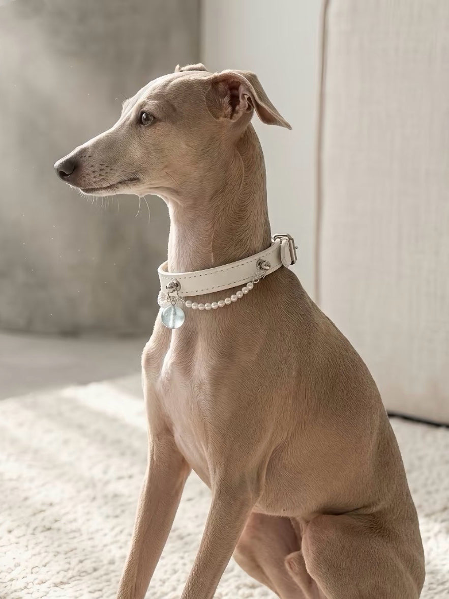 Aquamarine White Leather Pet Collar