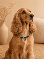 December Turquoise Matching Pet & Owner Necklace