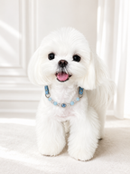 Aquamarine Matching Pet Collar & Owner Bracelet Set