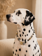 June Moonstone Matching Pet & Owner Necklace
